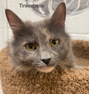 Tinkerbelle 1