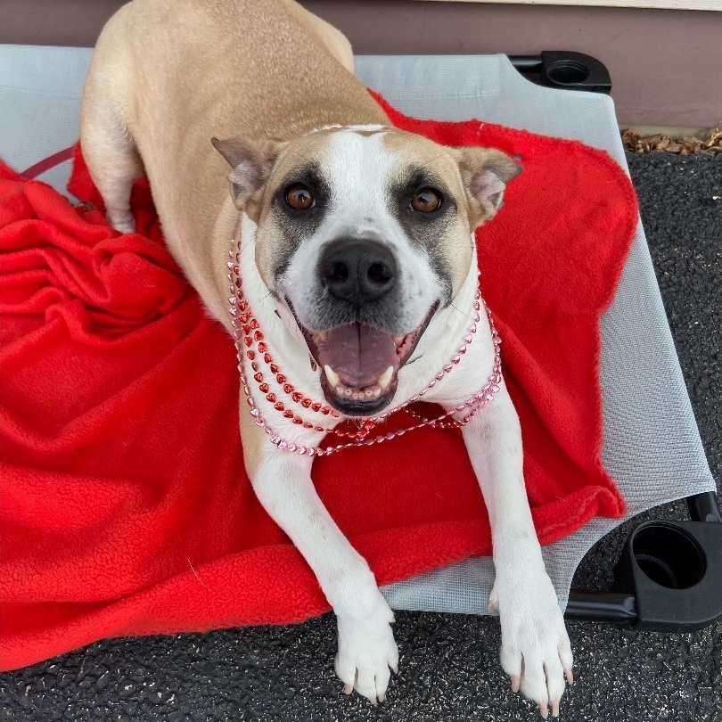 Blossom, an adoptable Pit Bull Terrier in Watertown, WI, 53094 | Photo Image 2