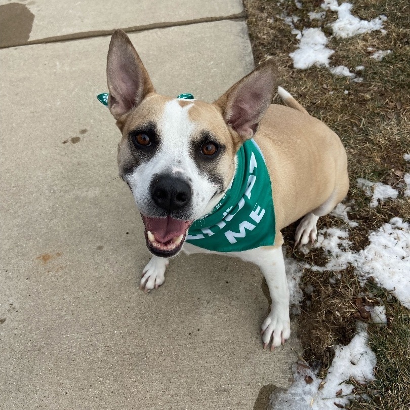 Blossom, an adoptable Pit Bull Terrier in Watertown, WI, 53094 | Photo Image 4