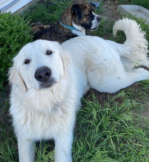 Dog for adoption - Deja, a Maremma Sheepdog in Winter Park ...