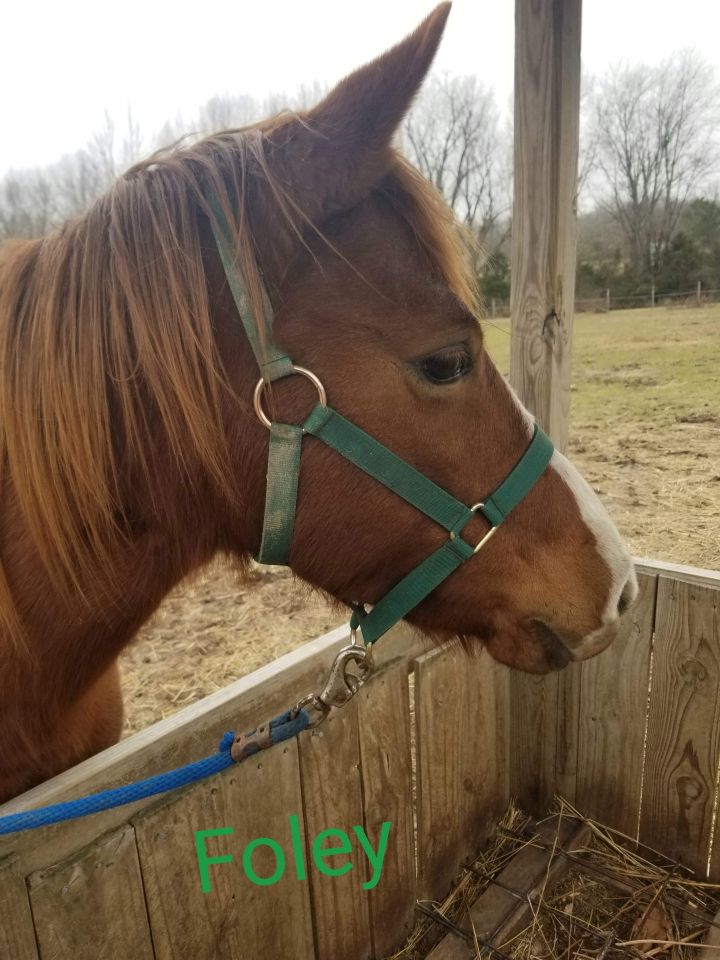 Folly, an adoptable Quarterhorse in Aurora, MO_image-1