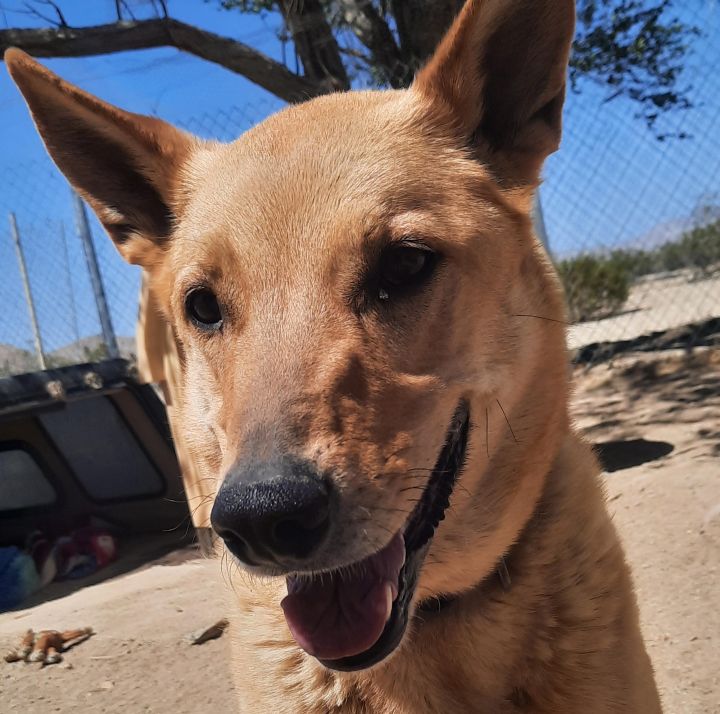 Chloe, an adoptable German Shepherd Dog Mix in Mojave, CA_image-2