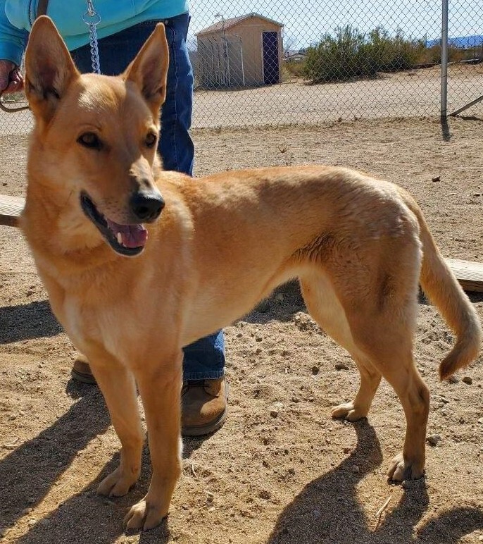 Dingo best sale shepherd mix