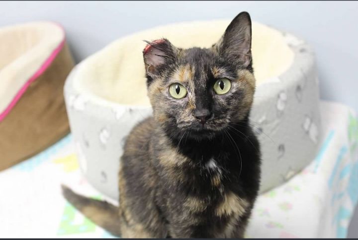 Penelope, an adopted Tortoiseshell in Pierre, SD_image-3