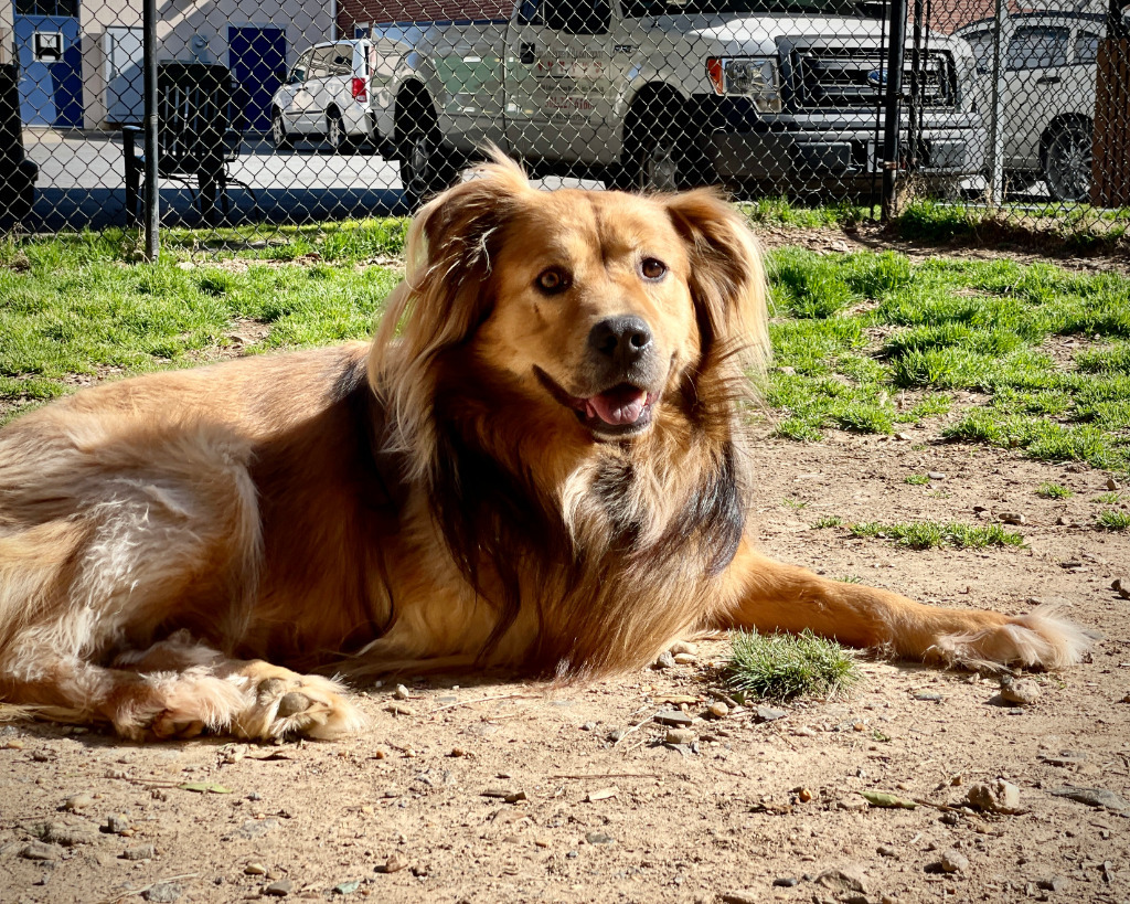 REGIS, an adoptable Chow Chow, Shepherd in Little Rock, AR, 72210 | Photo Image 1