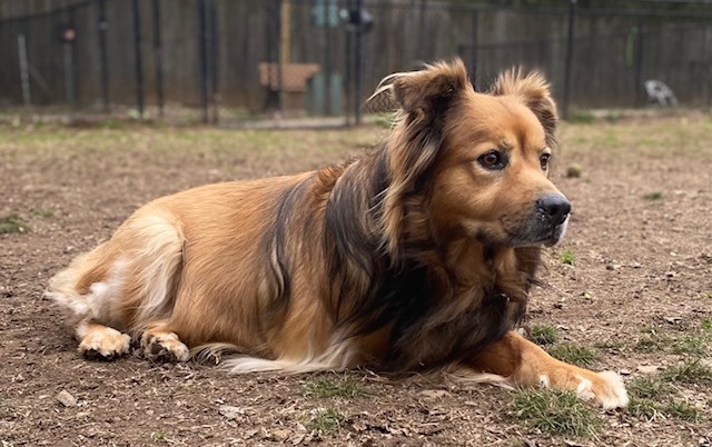 REGIS, an adoptable Chow Chow, Shepherd in Little Rock, AR, 72210 | Photo Image 1