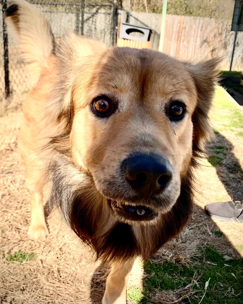 REGIS, an adoptable Chow Chow, Shepherd in Little Rock, AR, 72210 | Photo Image 2