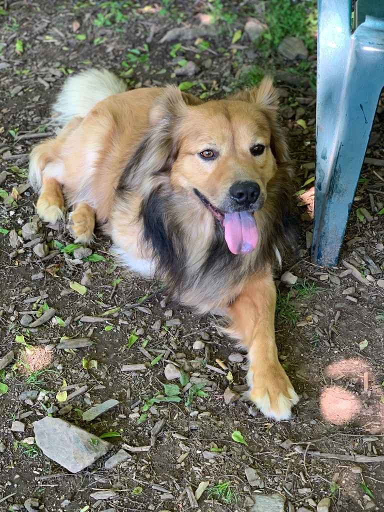 REGIS, an adoptable Chow Chow, Shepherd in Little Rock, AR, 72210 | Photo Image 3