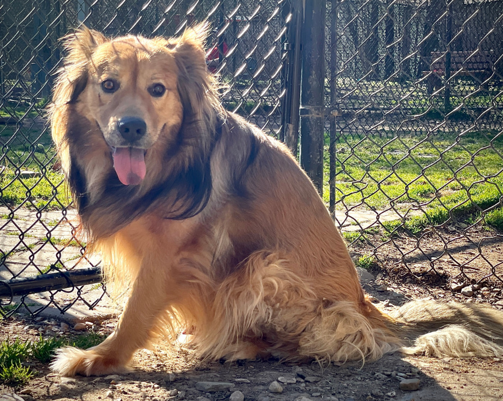 REGIS, an adoptable Chow Chow, Shepherd in Little Rock, AR, 72210 | Photo Image 4