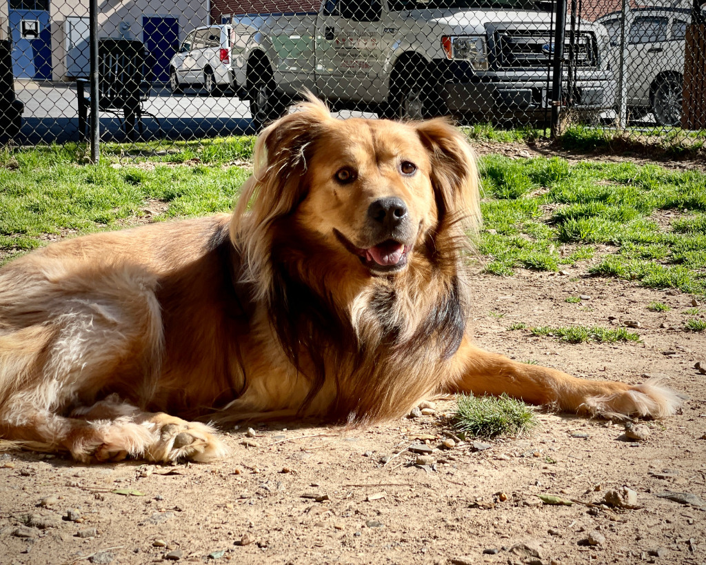 REGIS, an adoptable Chow Chow, Shepherd in Little Rock, AR, 72210 | Photo Image 4