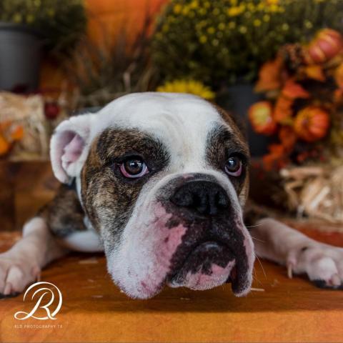 Tater Tot, an adoptable English Bulldog in Allen, TX, 75013 | Photo Image 1