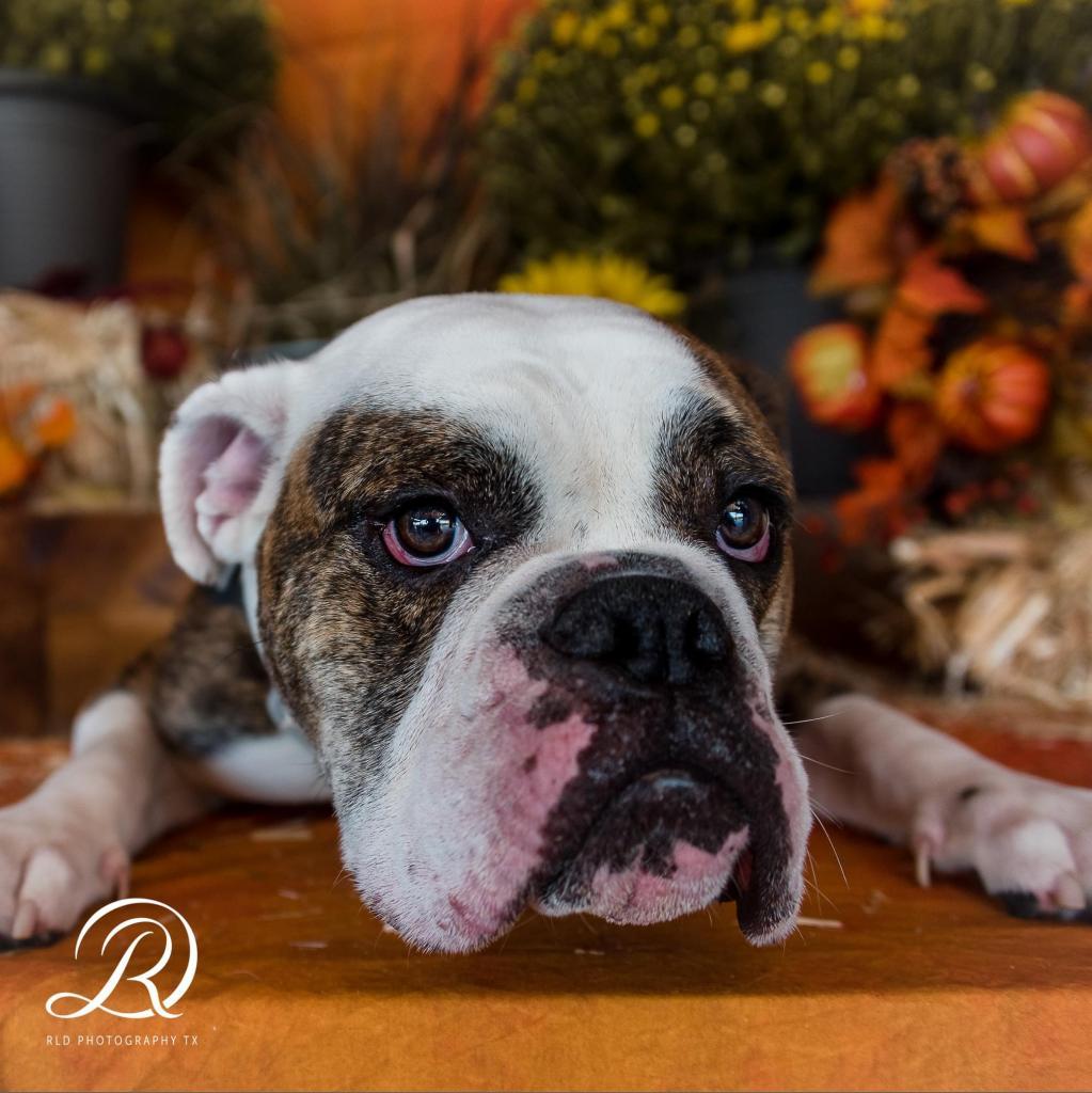 Tater Tot, an adoptable English Bulldog in Allen, TX, 75013 | Photo Image 1