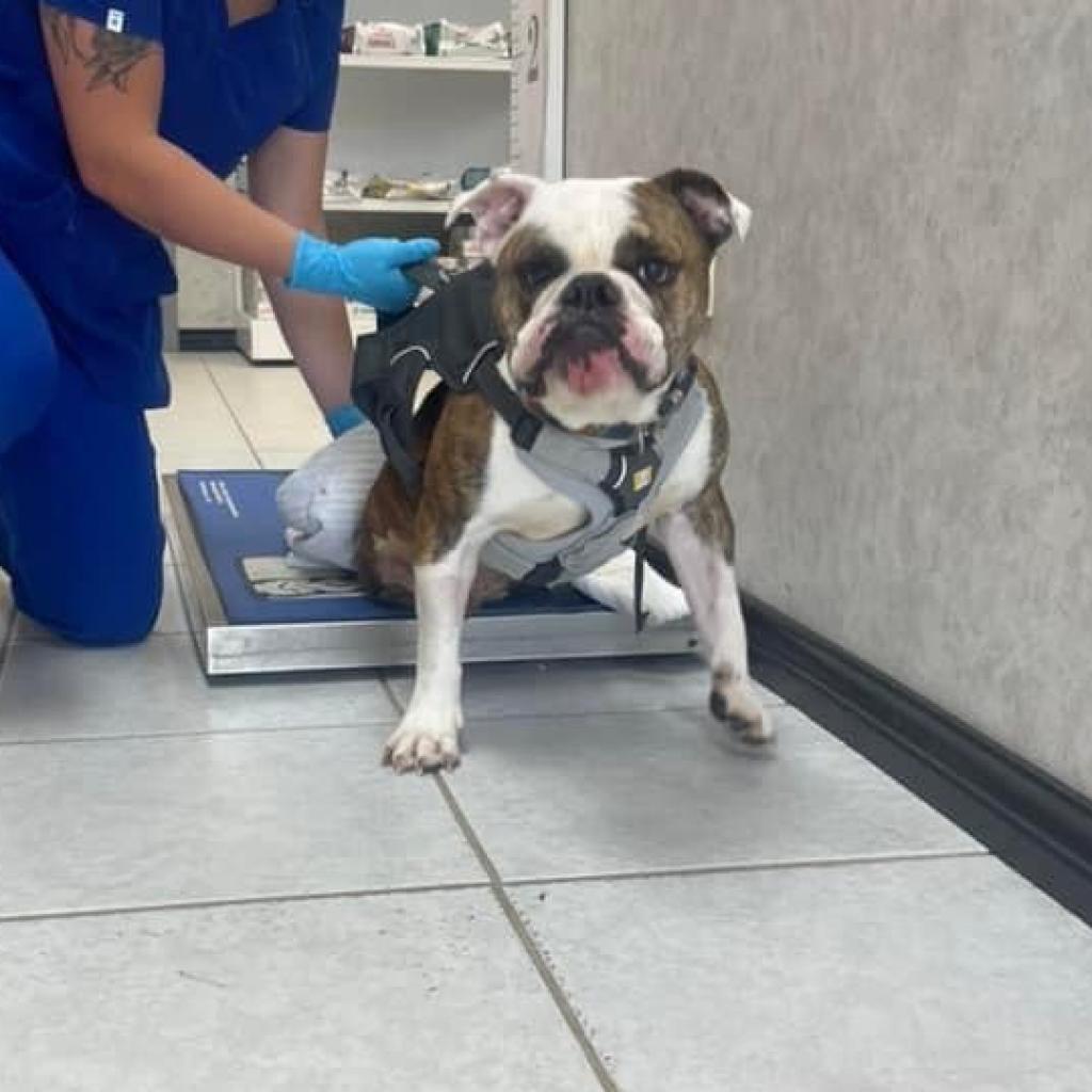 Tater Tot, an adoptable English Bulldog in Allen, TX, 75013 | Photo Image 2