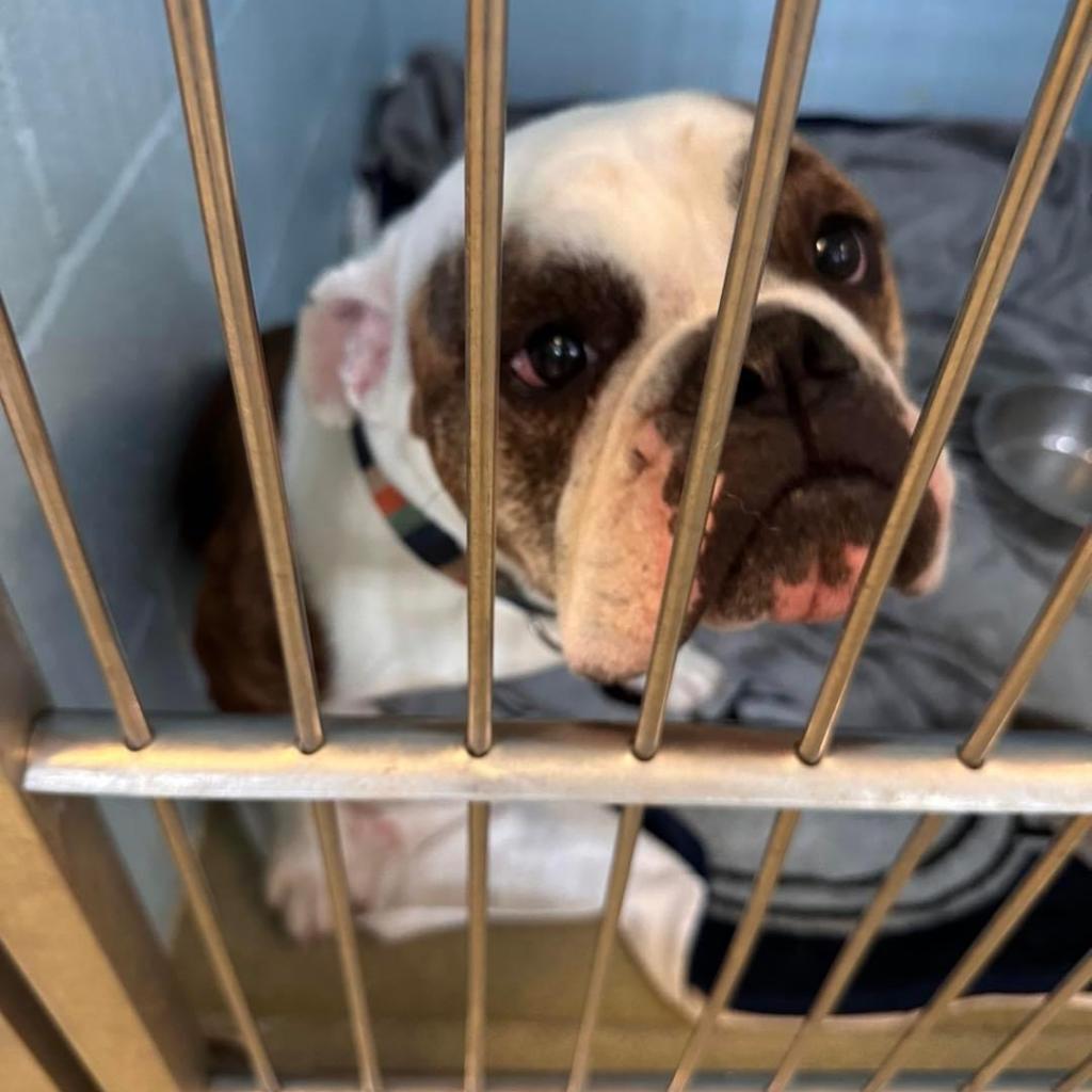 Tater Tot, an adoptable English Bulldog in Allen, TX, 75013 | Photo Image 3