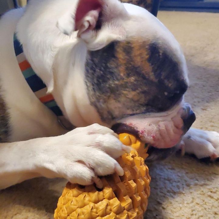Tater Tot 4