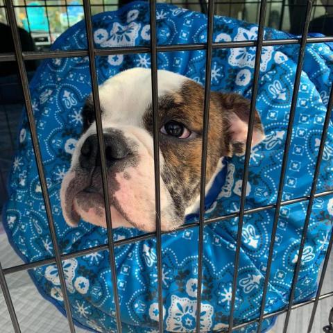 Tater Tot, an adoptable English Bulldog in Allen, TX, 75013 | Photo Image 4