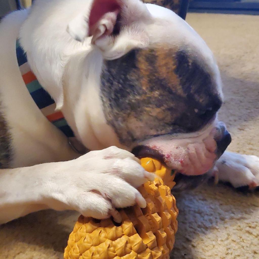 Tater Tot, an adoptable English Bulldog in Allen, TX, 75013 | Photo Image 4