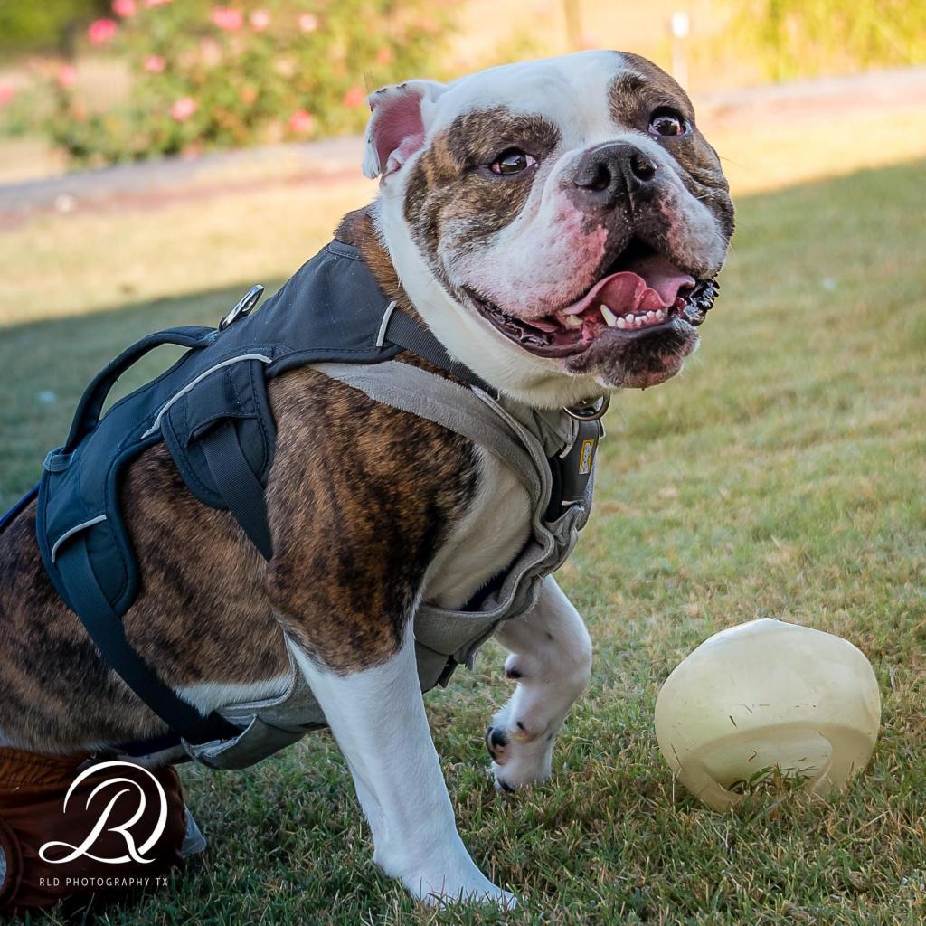 Tater Tot, an adoptable English Bulldog in Allen, TX, 75013 | Photo Image 5