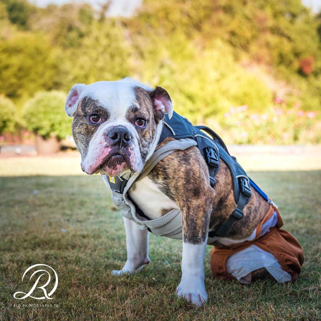 Tater Tot, an adoptable English Bulldog in Allen, TX, 75013 | Photo Image 6