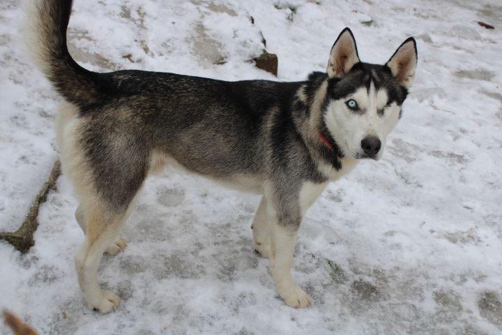 Dog for adoption - Dillion in NH, a Husky in Manchester ...