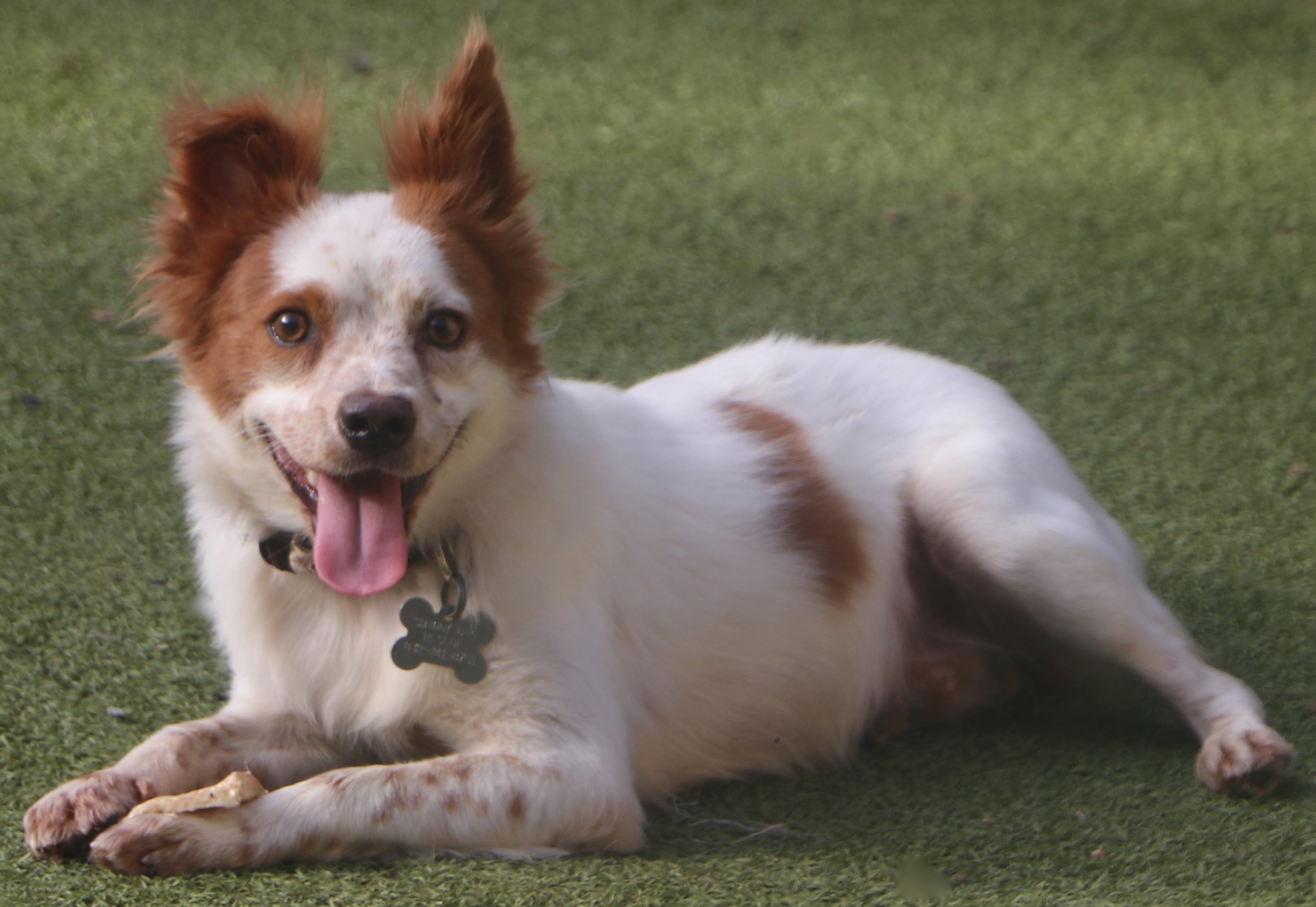 Dog for adoption Hilton, a Shetland Sheepdog / Sheltie & Toy Fox