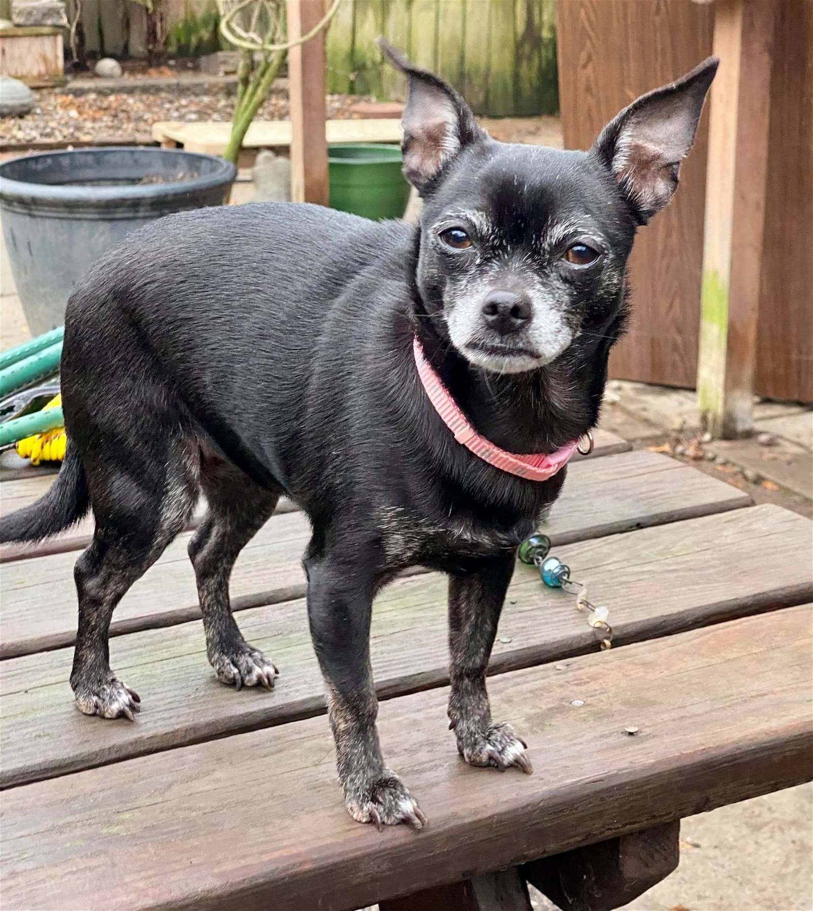 NeNe, an adoptable Chihuahua in Buffalo, NY, 14220 | Photo Image 1