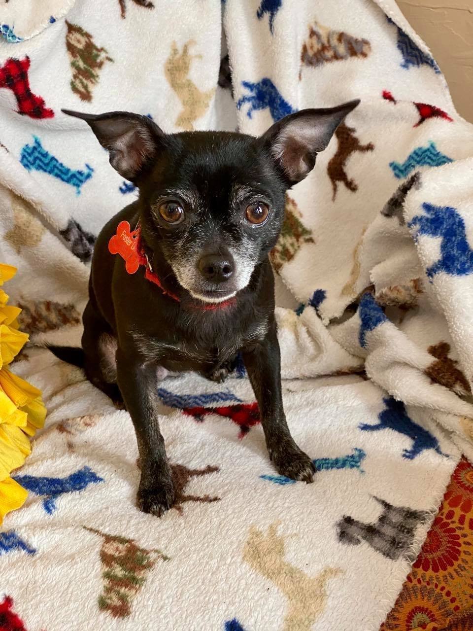 NeNe, an adoptable Chihuahua in Buffalo, NY, 14220 | Photo Image 2