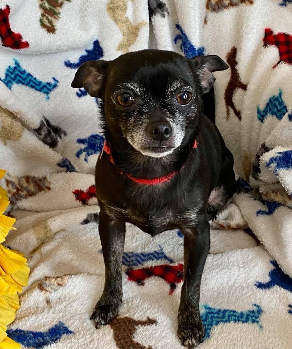 NeNe, an adoptable Chihuahua in Buffalo, NY, 14220 | Photo Image 3