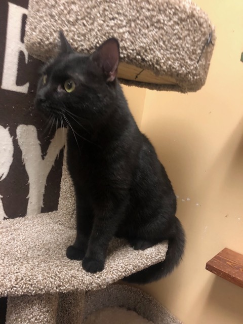 Onyx