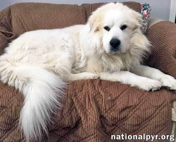 Bear in GA - Will Love You Furever!, an adoptable Great Pyrenees in Griffin, GA_image-3