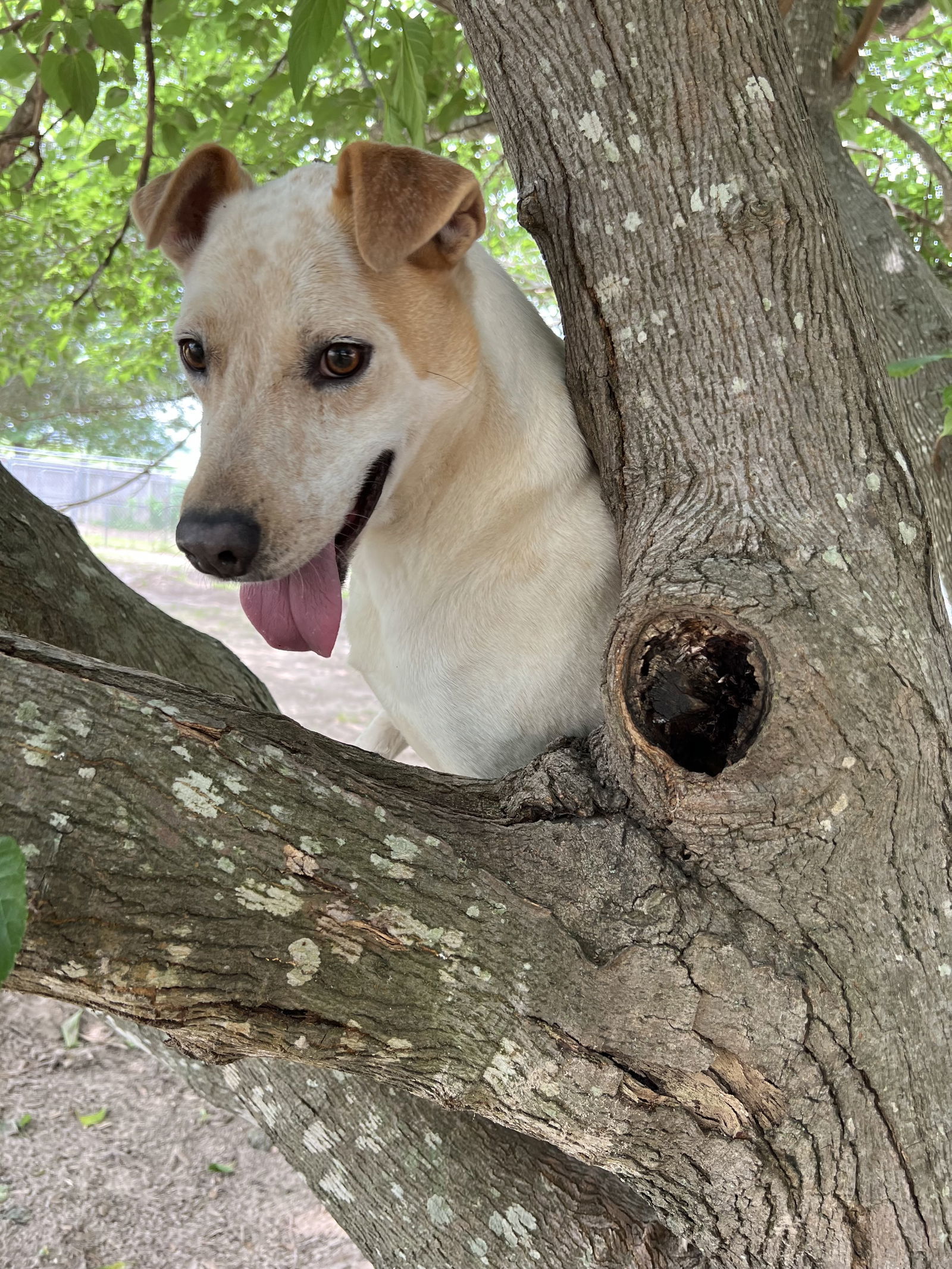 Ringo, an adoptable Australian Cattle Dog / Blue Heeler in Gun Barrel City, TX, 75147 | Photo Image 1