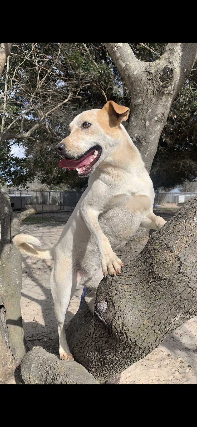 Ringo, an adoptable Australian Cattle Dog / Blue Heeler in Gun Barrel City, TX, 75147 | Photo Image 2