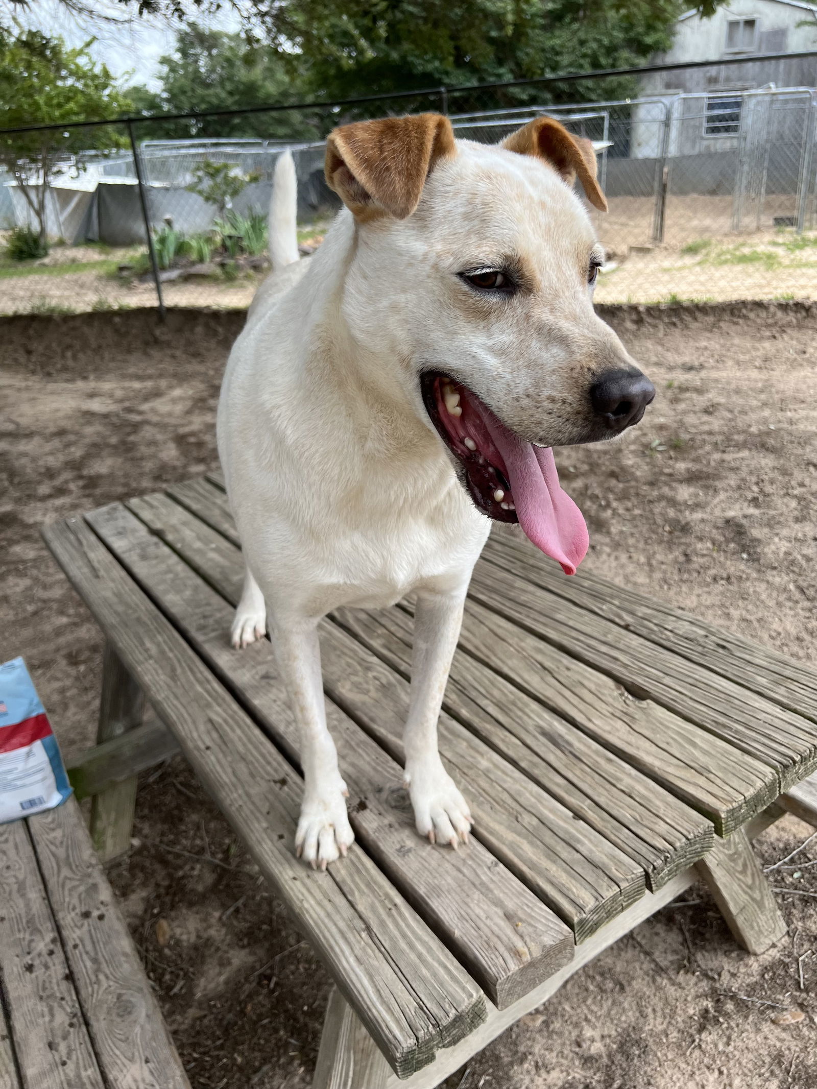 Ringo, an adoptable Australian Cattle Dog / Blue Heeler in Gun Barrel City, TX, 75147 | Photo Image 3