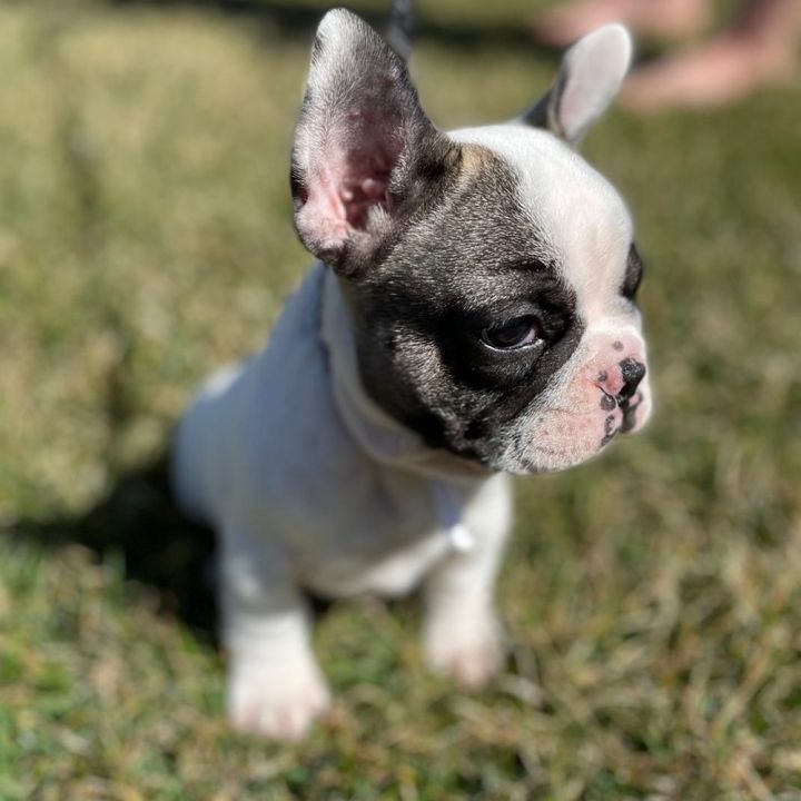 Dog For Adoption Cajun A French Bulldog In Marlton Nj Petfinder