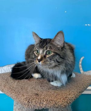 Cats For Adoption Near Duluth Mn Petfinder