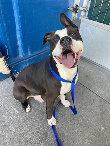 Phats, an adoptable Pit Bull Terrier, Labrador Retriever in Portland, OR, 97233 | Photo Image 2