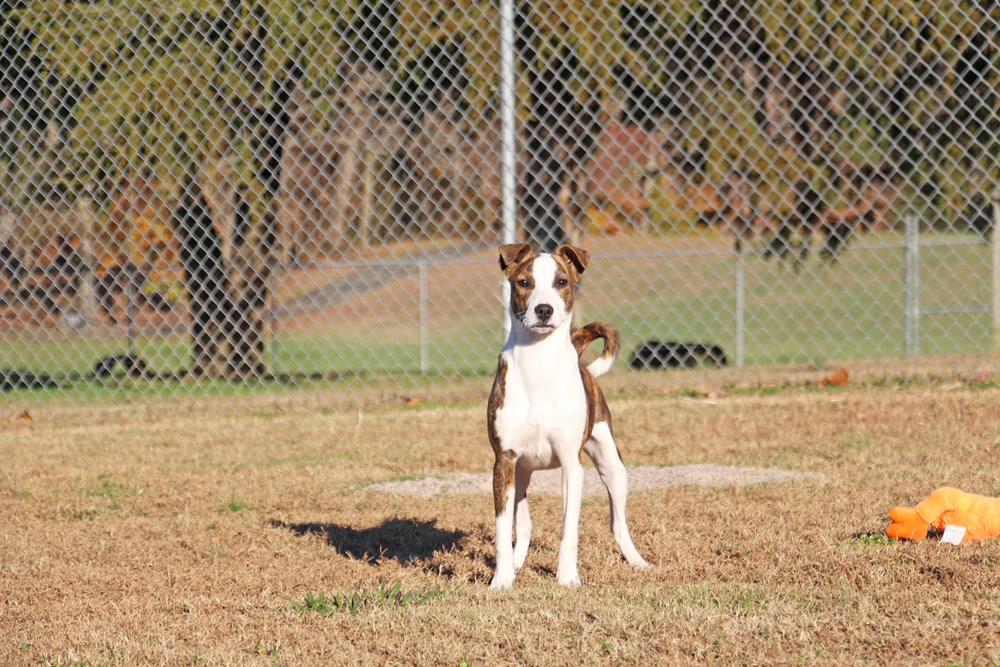Fanta, an adoptable Mountain Cur, Mixed Breed in Savannah, TN, 38372 | Photo Image 2