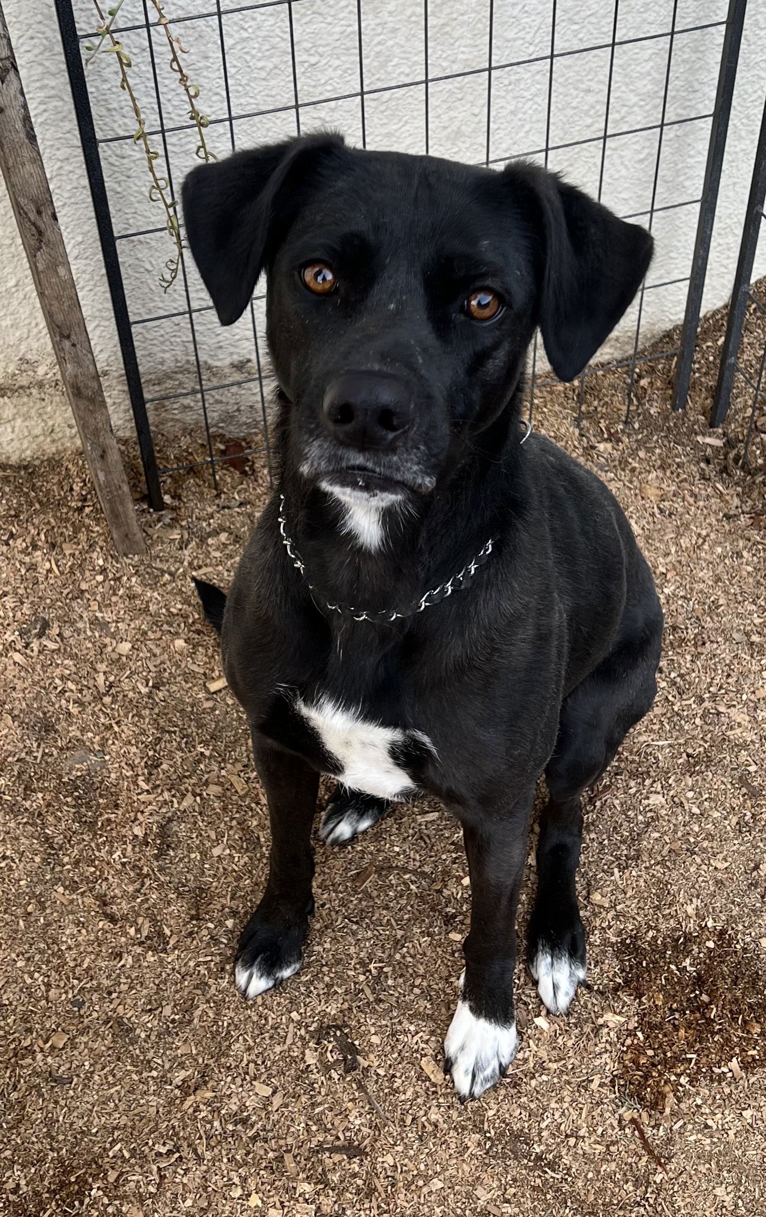 Jojo, an adoptable Border Collie, Labrador Retriever in Ramona, CA, 92065 | Photo Image 1