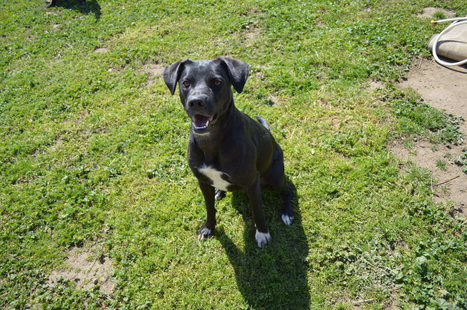 Jojo, an adoptable Border Collie, Labrador Retriever in Ramona, CA, 92065 | Photo Image 2