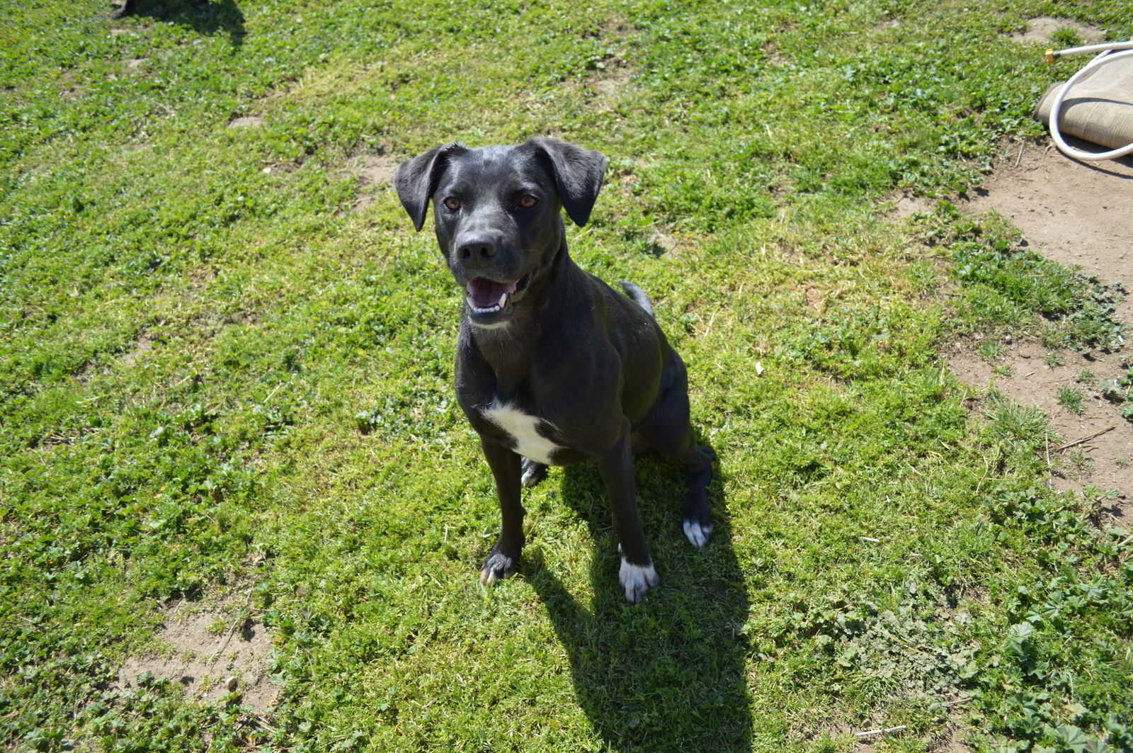 Jojo, an adoptable Border Collie, Labrador Retriever in Ramona, CA, 92065 | Photo Image 2