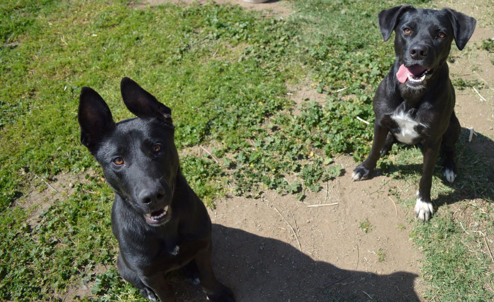 Jojo, an adoptable Border Collie, Labrador Retriever in Ramona, CA, 92065 | Photo Image 3