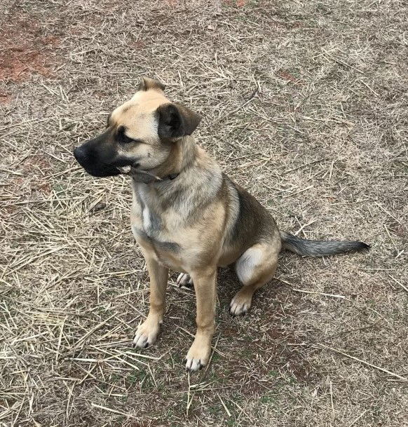 Sugar, an adoptable Shepherd in Crescent, OK, 73028 | Photo Image 2
