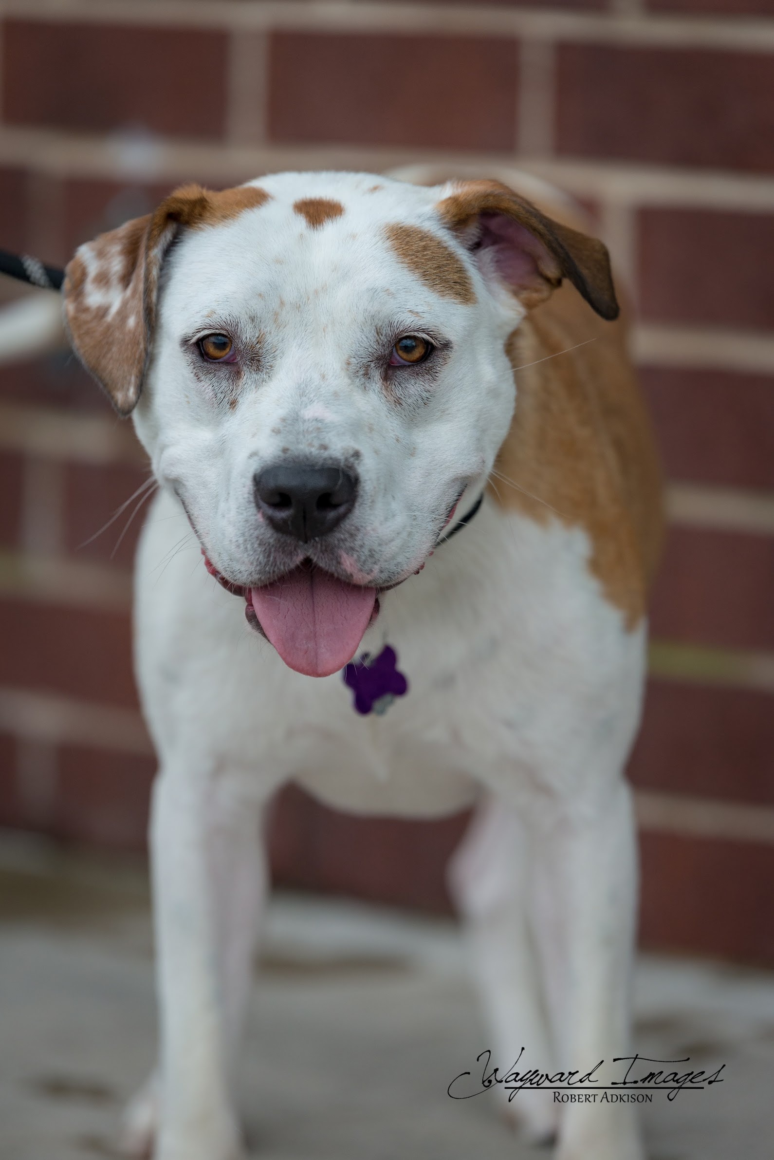 Sterling Skye, an adoptable Hound, Pit Bull Terrier in Springfield, MO, 65804 | Photo Image 1