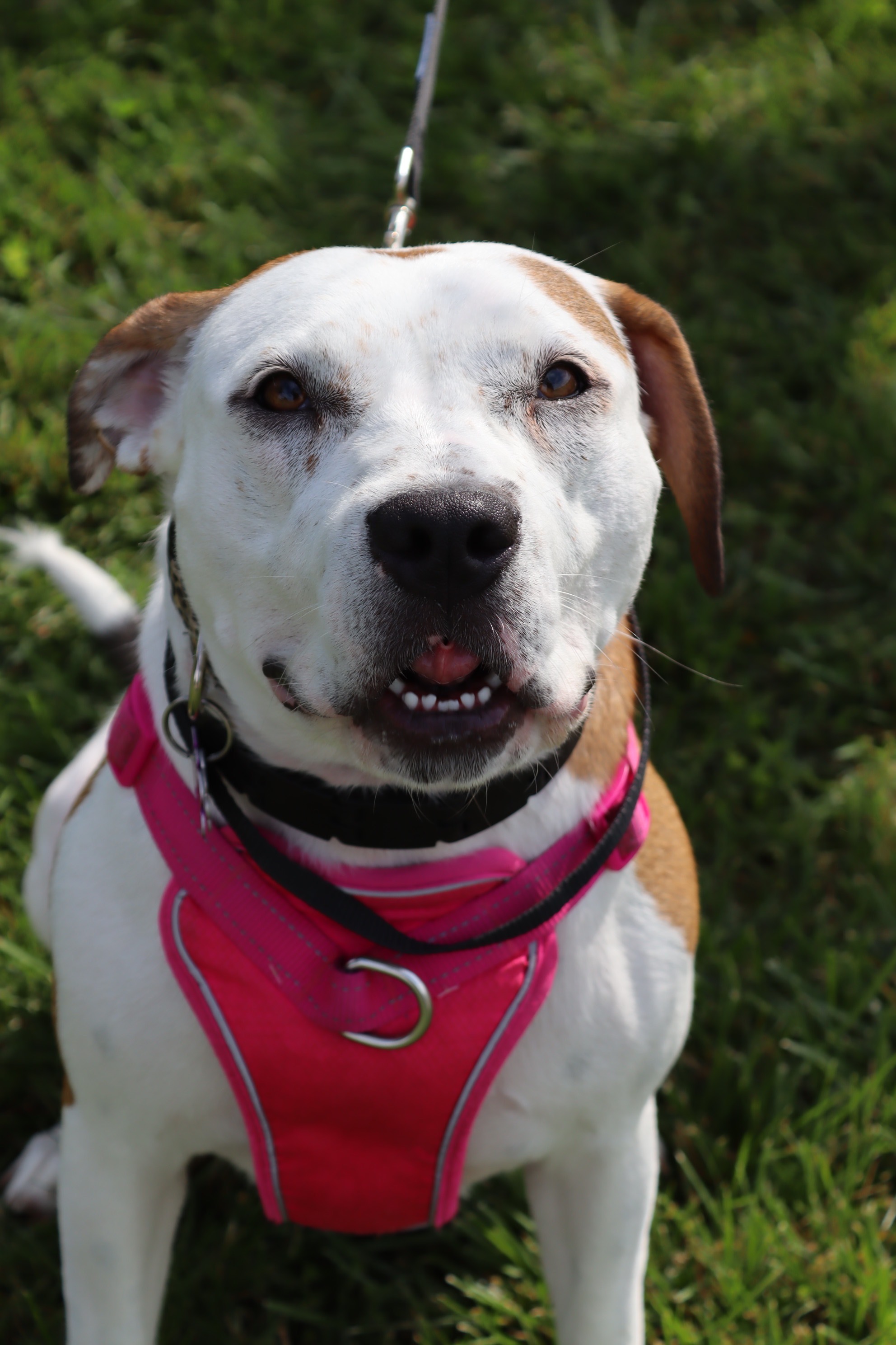 Sterling Skye, an adoptable Hound, Pit Bull Terrier in Springfield, MO, 65804 | Photo Image 3