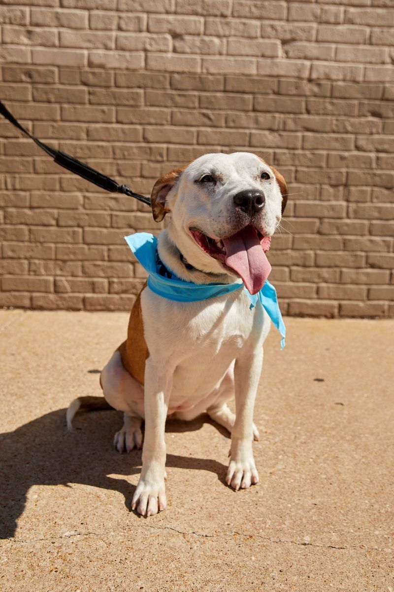 Sterling Skye, an adoptable Hound, Pit Bull Terrier in Springfield, MO, 65804 | Photo Image 4