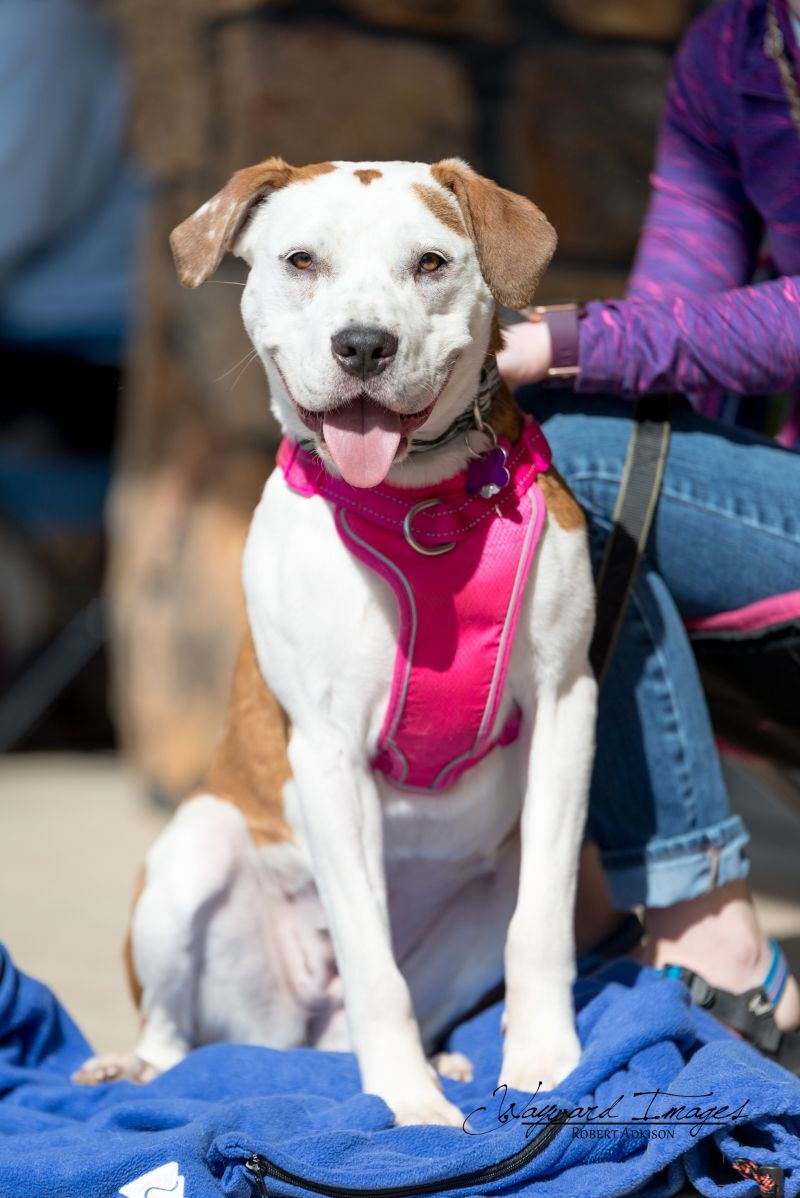 Sterling Skye, an adoptable Hound, Pit Bull Terrier in Springfield, MO, 65804 | Photo Image 5