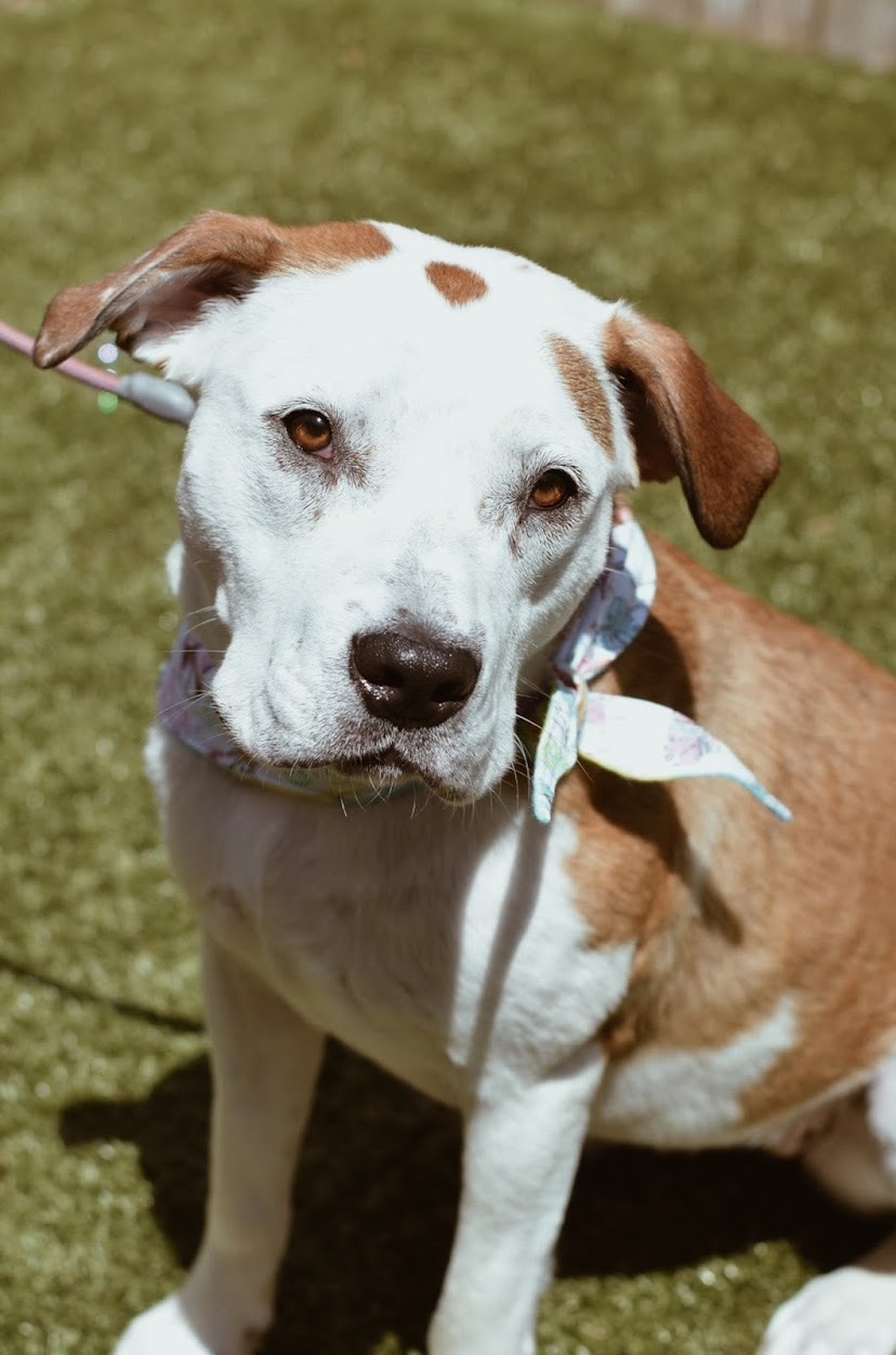 Sterling Skye, an adoptable Hound, Pit Bull Terrier in Springfield, MO, 65804 | Photo Image 6