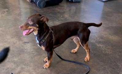 Brownie, an adoptable Italian Greyhound, Dachshund in Crescent, OK, 73028 | Photo Image 1