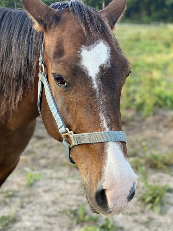 Willow, an adoptable Quarterhorse & Arabian Mix in Aurora, MO_image-1