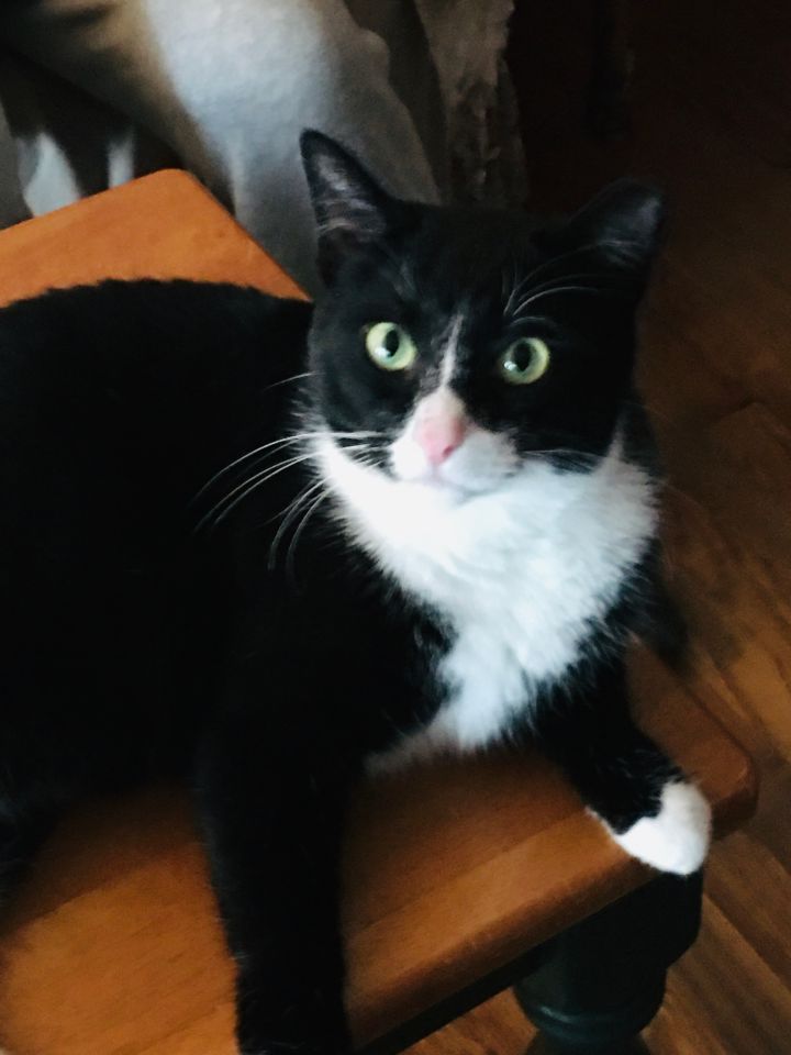 Bobbie Girl (adult female) 1